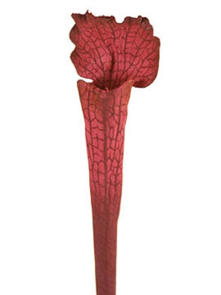 Picture of PITCHER PLANT, SM.