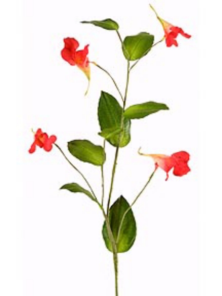 Picture of CATCHFLY