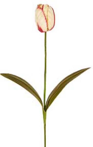 Picture of TULIP, LARGE