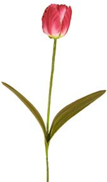 Picture of TULIP, LARGE