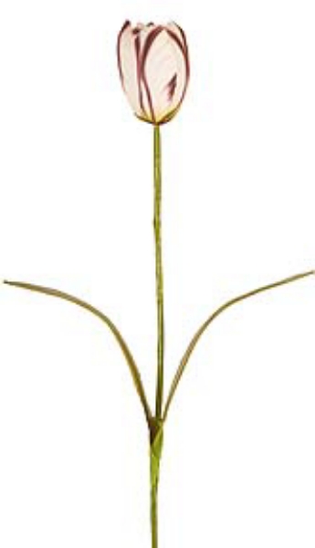 Picture of TULIP, LARGE