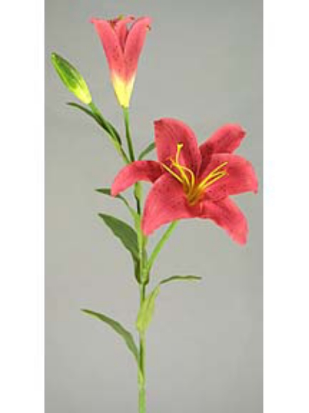 Picture of RUBRUM LILY, LARGE