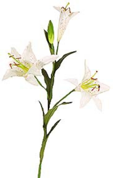 Picture of RUBRUM LILY  3F,1B - MEDIUM