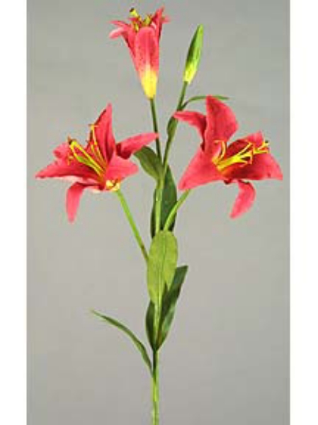 Picture of RUBRUM LILY  3F,1B - MEDIUM