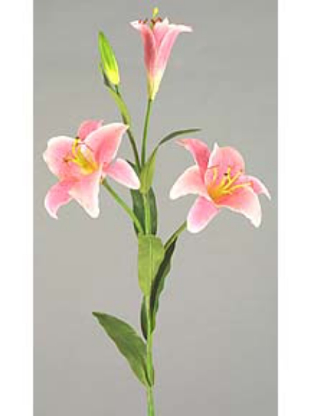 Picture of RUBRUM LILY  3F,1B - MEDIUM