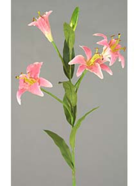 Picture of RUBRUM LILY  4F,1B - SMALL