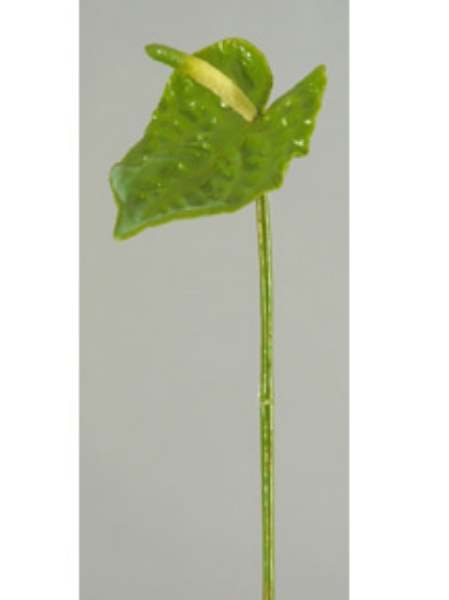 Picture of ANTHURIUM, SMALL