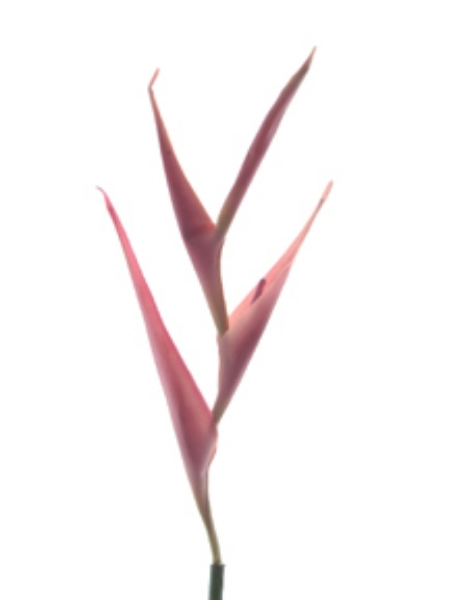 Picture of HELICONIA SM.