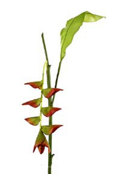 Picture of HELICONIA-HANGING