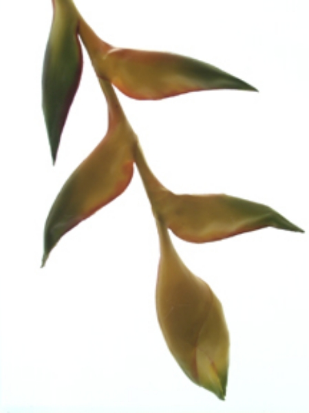 Picture of HANGING HELICONIA-LG