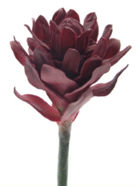 Picture of TORCH GINGER LG.