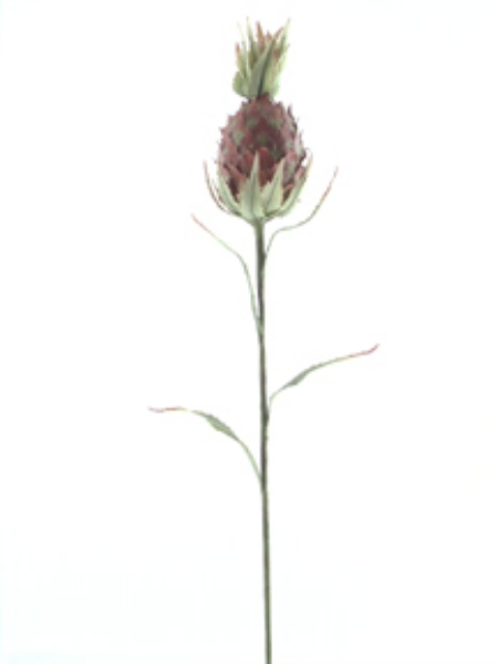 Picture of PINEAPPLE STEM SM