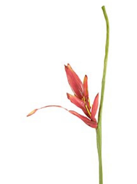 Picture of HELICONIA