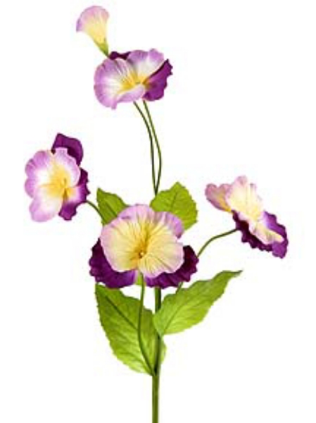 Picture of PANSY LG.,F4,1B,4LVS