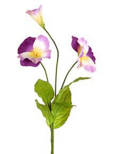 Picture of PANSY SM.,2F,1B,6LVS