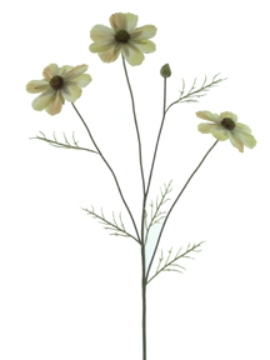 Picture of COSMOS BIPINNATUS 3F,1B,5LV