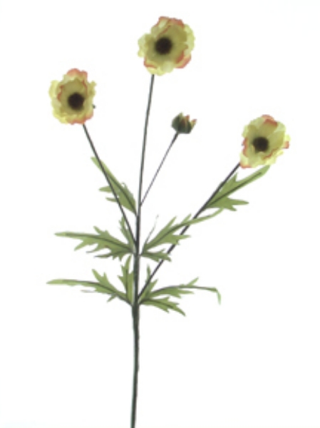 Picture of COSMOS SULFUREUS 3F,1B,6LVS