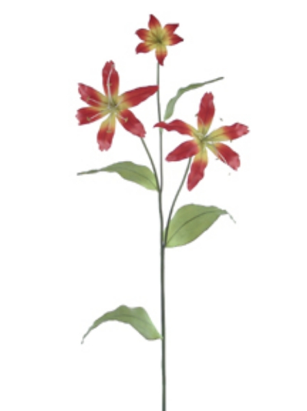 Picture of LILIUM 2F,1B