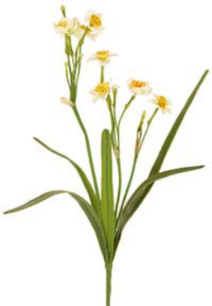 Picture of NARCISSUS