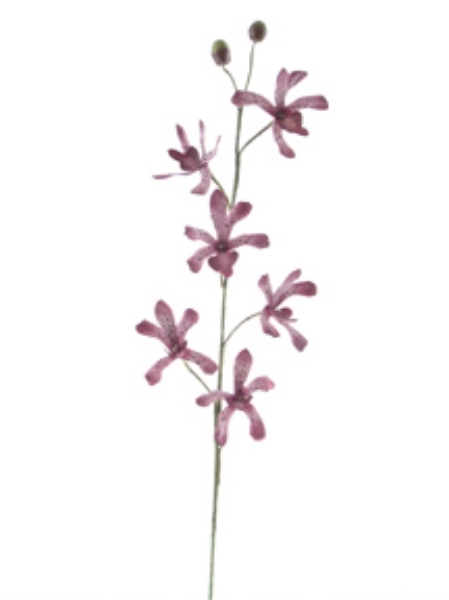 Picture of MOKARA SPRAY (TIGER ORCHID)