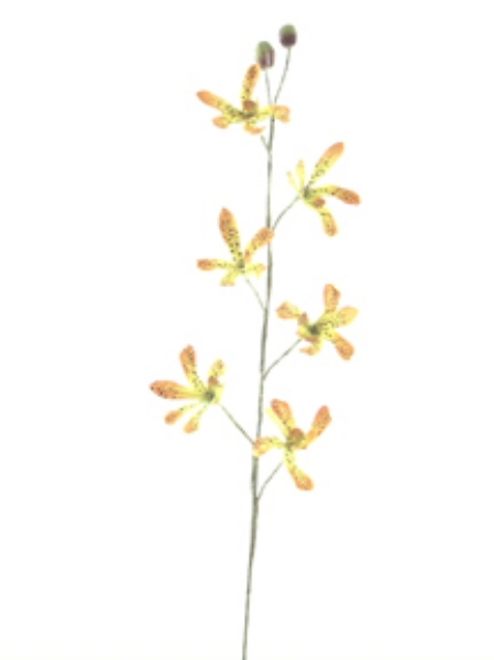 Picture of MOKARA SPRAY (TIGER ORCHID)