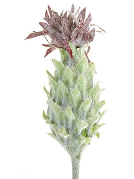 Picture of PINEAPPLE FLOWER