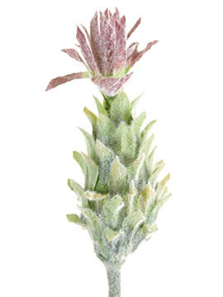 Picture of PINEAPPLE FLOWER