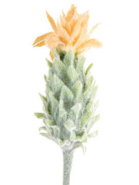 Picture of PINEAPPLE FLOWER