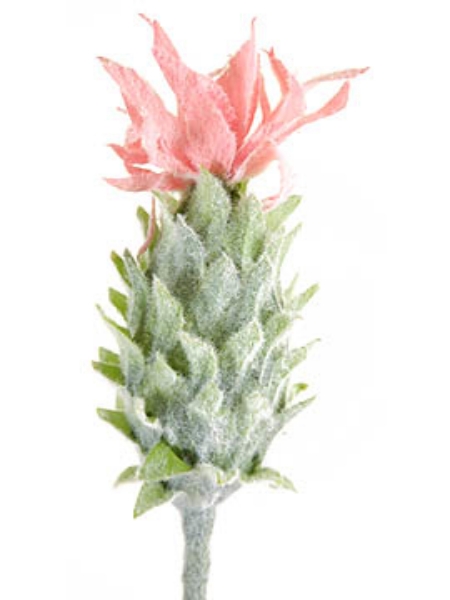 Picture of PINEAPPLE FLOWER