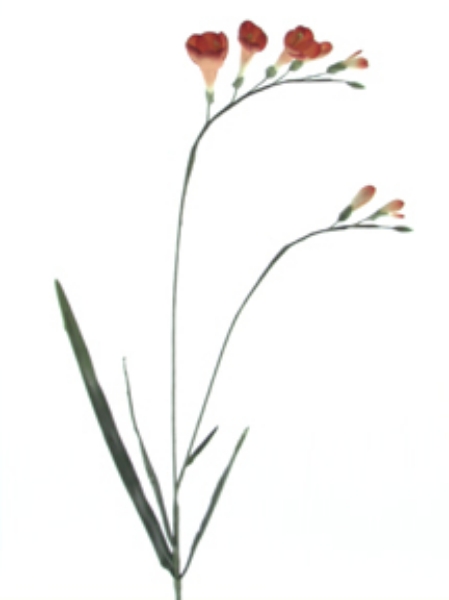 Picture of FREESIA SPRAY