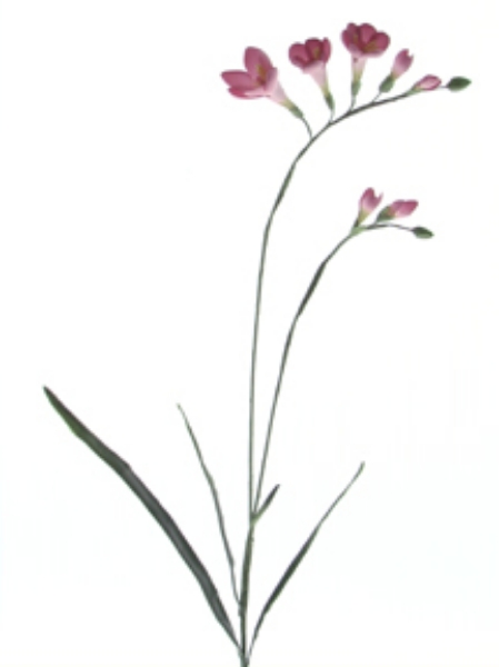 Picture of FREESIA SPRAY