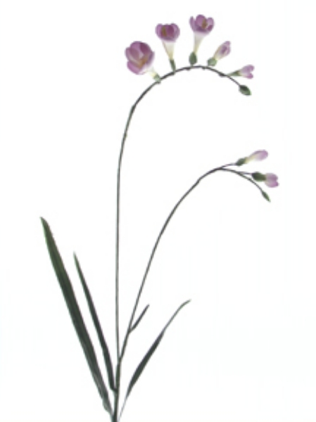 Picture of FREESIA SPRAY