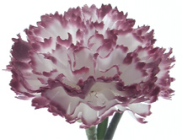 Picture of CARNATION SPRAY