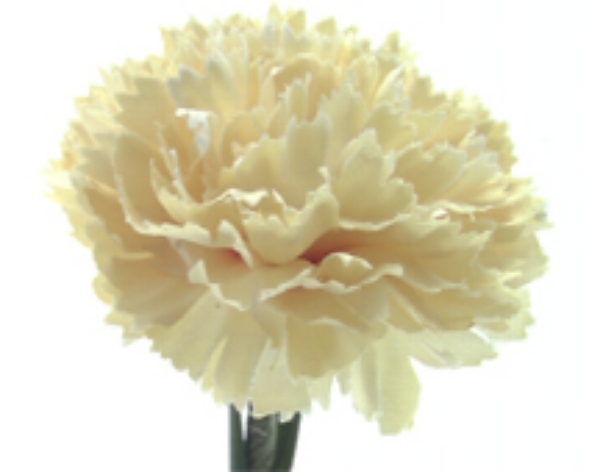 Picture of CARNATION SPRAY