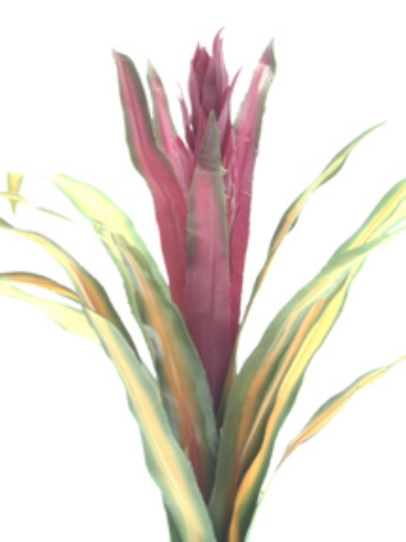 Picture of BROMELIAD PLANT