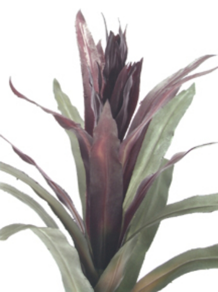 Picture of BROMELIAD PLANT