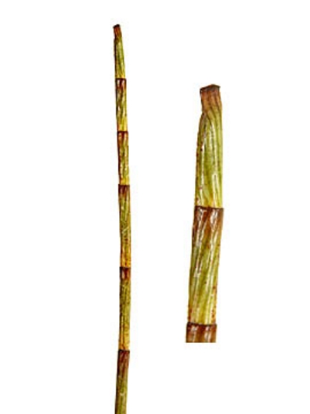 Picture of BAMBOO STICK