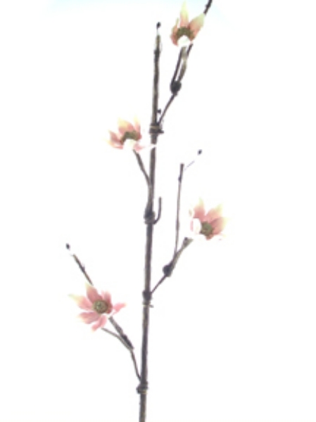 Picture of JAPANESE MAGNOLIA VINE