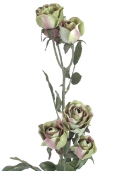 Picture of ROMANTICA MINI ROSE X 6