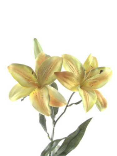 Picture of ROMANTICA TIGER LILY X 2 SM