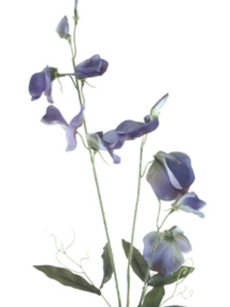 Picture of ROMANTICA SWEET PEA SPRAY