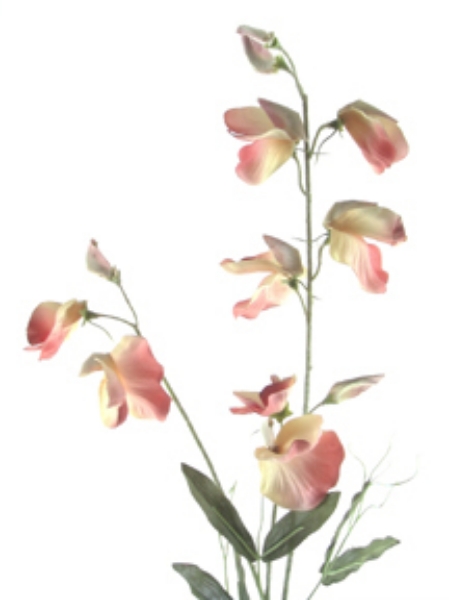 Picture of ROMANTICA SWEET PEA SPRAY