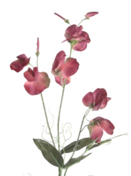 Picture of ROMANTICA SWEET PEA SPRAY