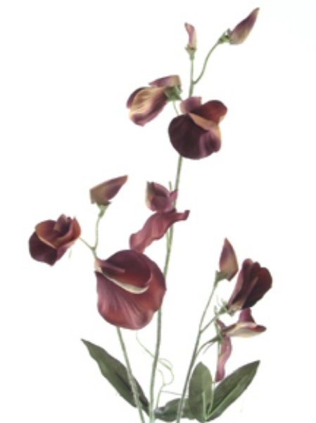 Picture of ROMANTICA SWEET PEA SPRAY