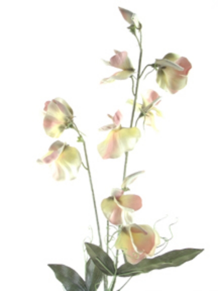 Picture of ROMANTICA SWEET PEA SPRAY