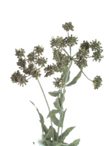 Picture of ROMANTICA QUEEN ANNE'S LACE