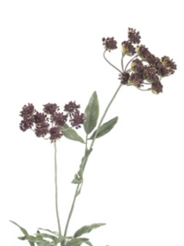 Picture of ROMANTICA QUEEN ANNE'S LACE