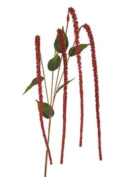 Picture of AMARANTHUS X 4