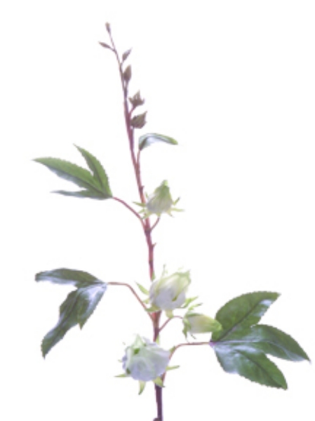 Picture of ROSELLE SPRAY 28"