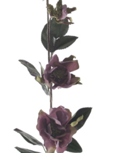 Picture of WILD ROSE SPRAY